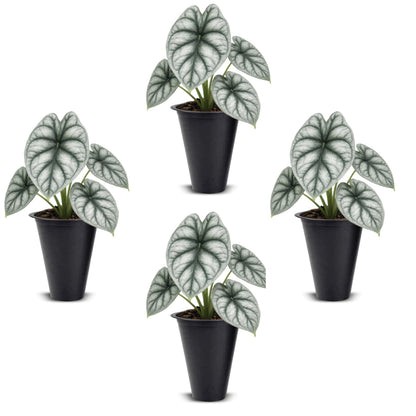 Alocasia Silver Dragon (4 Pack) Live Plant,Rare Indoor Alocasia,Silver Foliage Elephant Ear Plant,Tropical Houseplant Live, Starter Size Alocasia Plant,Houseplant for Home Decor and Indoor Growing