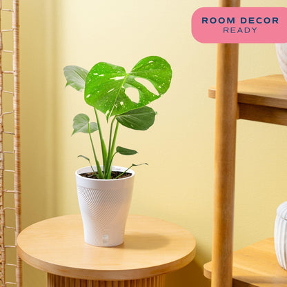 Costa Farms Thai Constellation, Variegated Monstera Live Plant in Self Watering Pot, Indoor Houseplant, Home, Room, or Office Decor, House Warming or Birthday Gift, 12-18 Inches Tall