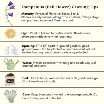 Clovers Garden Campanula (Bellflower) Rapido Blue Plants – Two (2) Live Plants – Non-GMO - Not Seeds - Each 3" to 6" Tall – in 4" Inch Pots – Perennial, Hummingbird & Bee Favorite