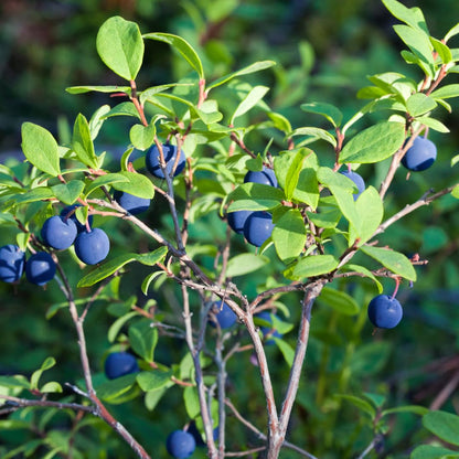 Small Huckleberry Live Plants, 3-4 Inch Tall Bare Root Seedlings, Vaccinium Native Berry Shrub, Edible Fruit Bearing Plant for Landscapes