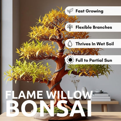 Flame Willow Bonsai Tree Cutting to Grow - Brilliant Orange-Red Bark - Thick Trunk Cutting - Fast Growing Bonsai - Cold-Hardy Deciduous Shrub or Small Tree - Unique Eye Catching