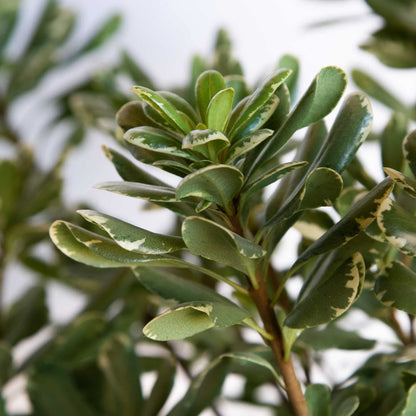 Variegated Pittosporum 'Japanese Mock Orange' (2.5 Quart) Evergreen Shrub with Green and Cream-White Foliage - Part Sun Live Outdoor Plant