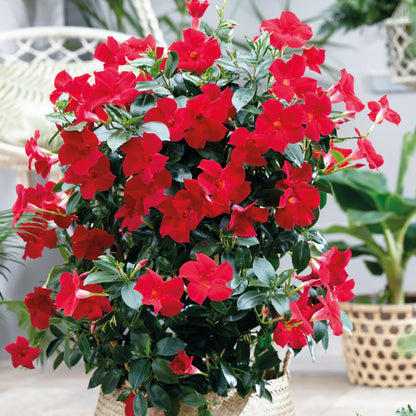 2 Red Mandevilla Plants Live, Mandevilla Vine Plants Well Rooted 4-7" Tall, Mandevilla Flowers