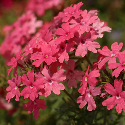 Set 2 Verbena Live Plants, Perennial Verbena Flowers, Long-Lasting, Hardy Flowering Plant for Planting (Pink)