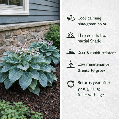 Hosta of the Year & Hard to Find - 3 Pack of the Unique Blue Hosta Bare Root Plants - Produces Tall, Sturdy Stems Adorned w/Stunning Powder Blue-Green Color Lavender Flowers