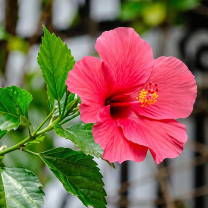 5 Red Lucy Hibiscus Rose of Sharon Trees - 10-18" Tall Live Plants - Althea Flowering Shrubs/Bushes - Hibiscus syriacus 'Lucy' - (5 Pack)