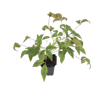Firepower Heavenly Bamboo | 30 Live Plants | Nandina Domestica | Compact Ornamental Shrub, Year-Round Color, Low Maintenance, Bright Red Foliage, Outdoor Landscape, Garden Accent