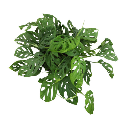 Altman Plants Swiss Cheese Plant Decor (Monstera Adansonii) in 6 Inch White Plastic Planter, Easy Plant & Desk Plant, Monstera Plant Live Plant Gift, Air Purifying Plants in Indoor Potting Soil Mix