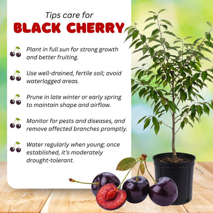 Set 2 Black Cherry Trees Live Plant, Sweet Cherry Plant Live, Wild Black Cherry Tree Plant from 1 Feet Tall