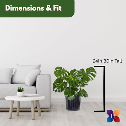 Monstera Deliciosa Live Plant by United Nursery, Swiss Cheese Plant, 24–28 inches Tall in 10 inch Plant Pot, Indoor House Plant, Easy Care Floor Plant for Patio, Office, or Home Decor