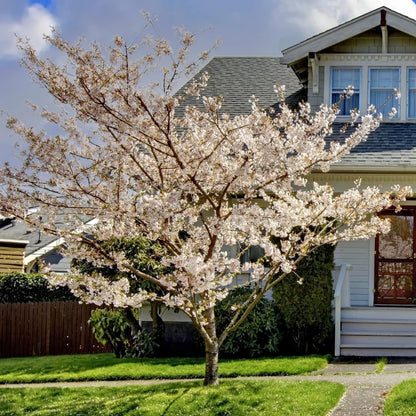 Cherry Blossom Tree, Live Ornamental Tree 6-12" Tall in Pot, Beautiful Spring Blooms for Outdoor Planting (Snow Cherry Blossom)