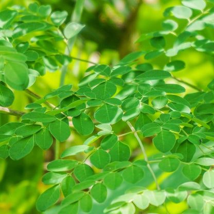 Live Moringa Tree Plant for Planting, 2 Plants Per Pot, Moringa Oleifera Plants 4-8 Inch Tall, Edible Tropical Garden Ready Plant