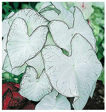Fancy Leaf Caladium Bulbs - Moonlight Variety - Giant Caladium Plants for Stunning Garden Display - Large Size Root for Zones 9-11, Ideal for Bulk Planting & Landscaping