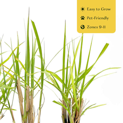 6 Fairy Tails Fountain Grass – Evergreen Ornamental Grass with Pink-White Plumes for Borders & Pots (Pennisetum ‘Fairy Tails’) in 2.5” Cubes, Live Plants