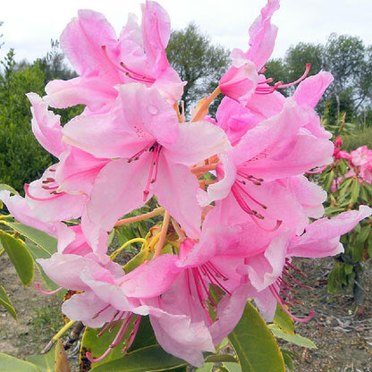 Live Plant - Pink Pearl Azalea Rhododendron Deciduous Starter Plant Beautiful Pink Iridescent