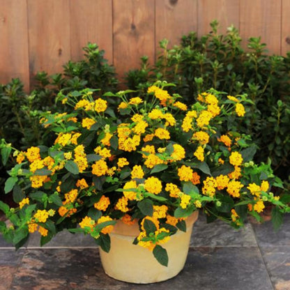 Mixed 4 Lantana Plants Live for Planting Outdoor, Lantana Trees or Trailing, Ready to Bloom, Hardy, Long Blooming Vibrant Perennial, 4-6" in Tall Spring Growing