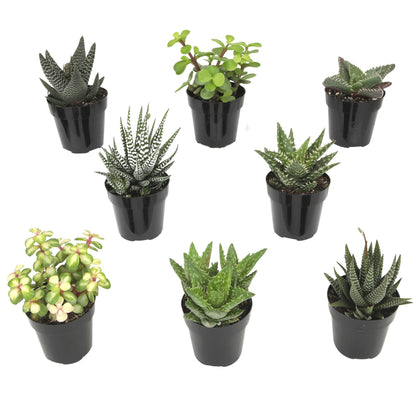 Altman Plants, Live Succulents Plants Live Window Plants (8PK), Live Indoor Plants Live Houseplants, Live Plants Indoor Cactus Plants Live, Succulent Plants House Plants Indoors Live in Succulent Soil