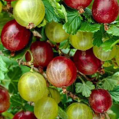 Gooseberry Plant Live, 5-9 Inc Tall, Sweet Gooseberry Bush Live Plant Well Rooted, Berry Plant Live for Planting