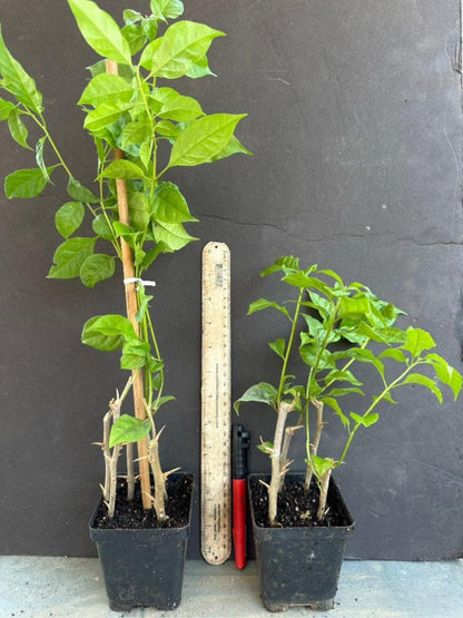 Live Plant - 4” Pot of Afterglow Live Rooted Bougainvillea Plant