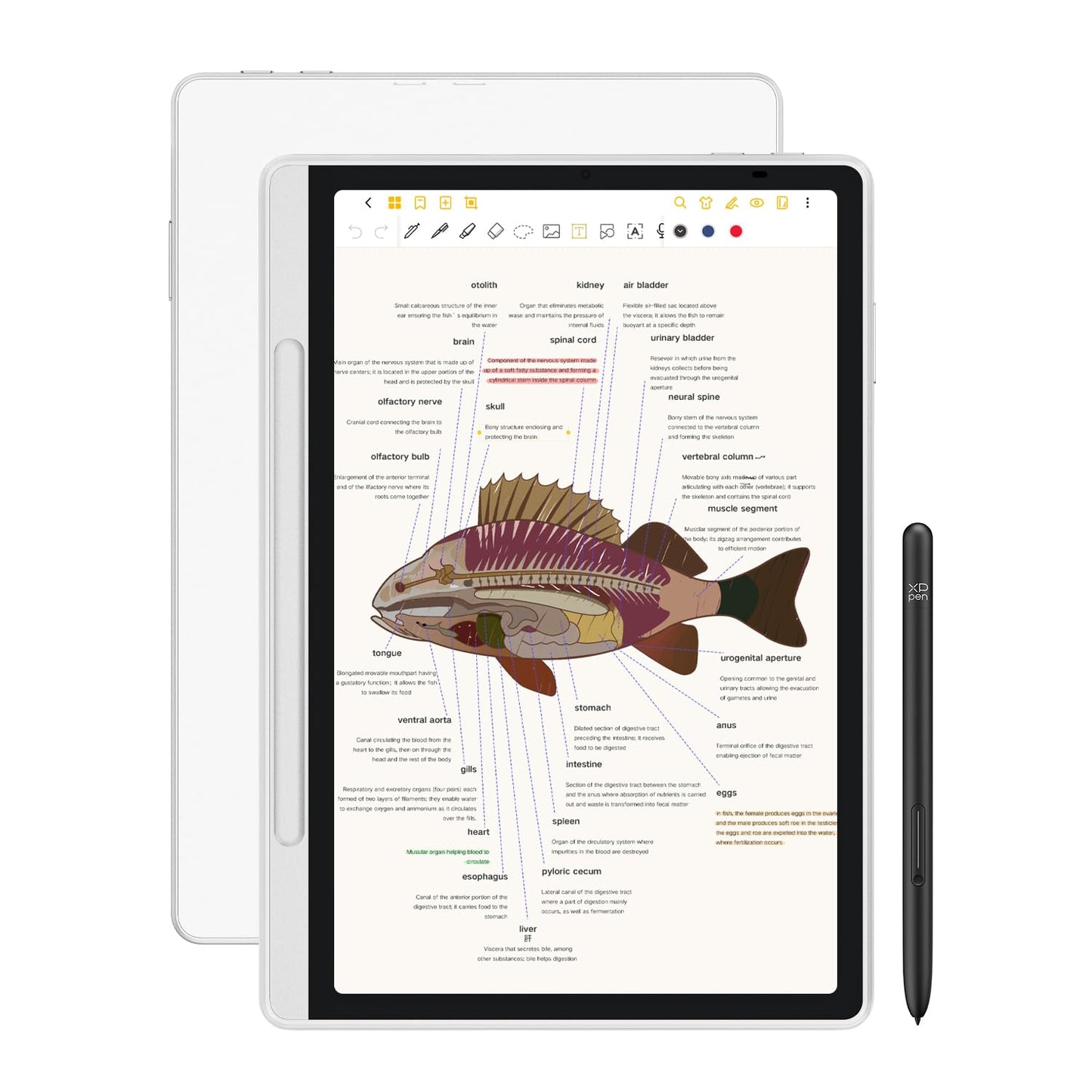 XPPen 3 in 1 Color Digital Notebook 10.95'' Paper Note Taking Tablet with 16384 Pressure Levels Battey-Free X3 Pro Pencil 2 Magnetic Folio 6+128GB Magic Note Pad for Writing/Reading/Meeting/Study