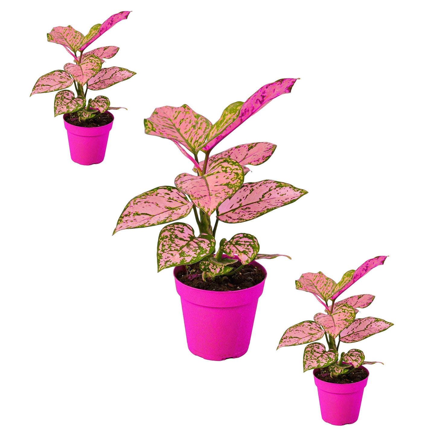3 Pack Chinese Evergreen 'Lady Valentine' in 2in Pot - Live Plants Tropical Houseplants | Variegated | USA Growers | The Snobby Leaf