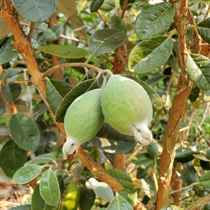 Pineapple Guava Tree Live Plant, 4-8” Tall, Tropical Guava Live Plant for Home Garden, Guava Fruit Seedling