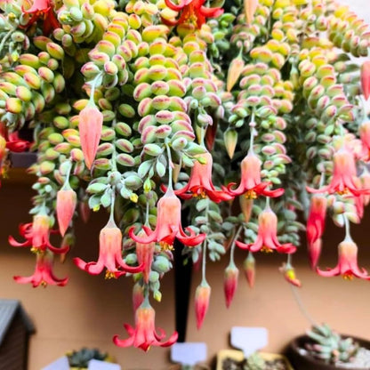 Cotyledon Pendens Succulent Live Plant, Trailing Succulent Plant Live Houseplant in 2 Inch Pot, Small Succulent Live Plant