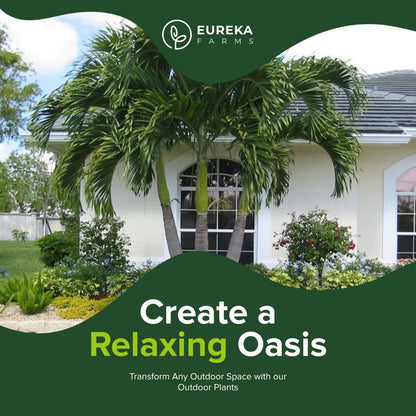 Christmas Palm Triple Tree - Tropical Adonidia Merrillii (Veitchia merrillii), Evergreen Low Maintenance Accent Live Plant for Gardens & Patios, Ideal for Indoor & Outdoor Spaces (1gal Pot, 1-2ft)