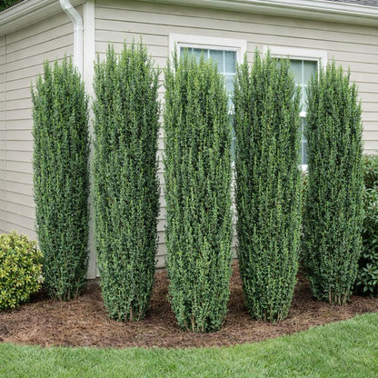 2 Sky Pencil Holly Live Plants, 2.5-Inch Pot, 6–12 Inch Tall Japanese Holly Shrubs, Easy Care Evergreen Trees for Outdoor Landscaping