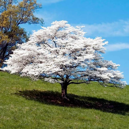 Dogwood Live Tree Plant, Flowering Dogwood Plant Live from 8 to 10 Inches Tall in Quart Pot for Outdoor Planting, Dormant in Winter (White)