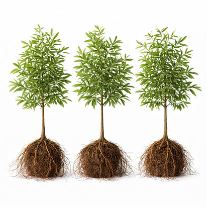 3 Willow Oak Trees Live Plants Bare Root – Quercus phellos Seedlings – Fast Growing Shade Trees for Landscaping, Privacy Screens, Yard Planting & Native Outdoor Trees