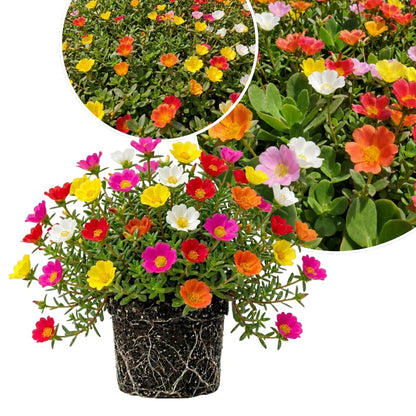 4 Assorted Portulaca Plants Live, Moss Rose Portulaca Plants, 4-7'' Tall, Flowering Groundcover Garden