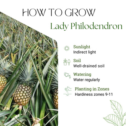 Gold Pineapple Plant Live, Cold Hardy Pinapple Fruit Tree 4-6 Inc, Tropical Plant for Garden