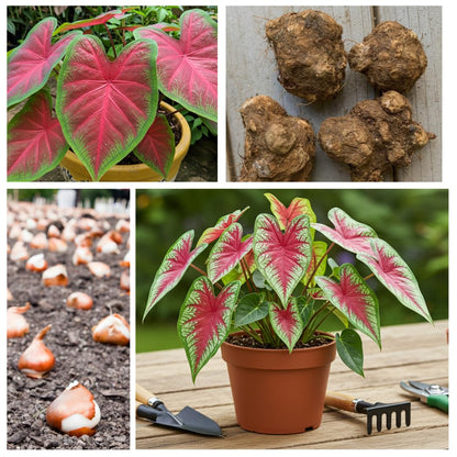 10 Florida Cardinal Caladium Bulbs for Planting - Perennial Hosta, Elephant Ears, Fancy (10 Bulbs)