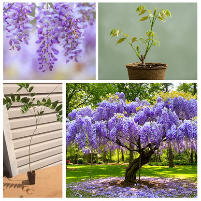 Purple Wisteria Tree Seedling – 1-Year-Old Well-Rooted Blooming Vine Plant – Fast-Growing Climbing Tree for Trellises, Pergolas, or Garden Landscaping