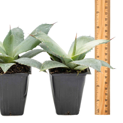 2 Artichoke Agave Succulents (Agave parryi VAR. truncata) | Live Evergreen Plant with Blue-Gray Rosette Form | Drought-Tolerant & Cold-Hardy for Landscaping, Rock Gardens & Containers in 3.5" Cubes