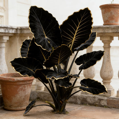 Large Elephant Ear Plant Bulbs | Tropical Colocasia for Outdoor Garden & Patio Landscaping (10)