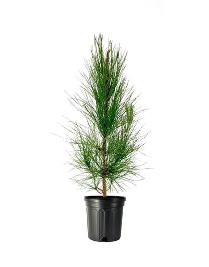 Slash Pine Tree | 2 Large Trade Gallon Size Pots | Pinus elliottii | Fast-Growing Evergreen | Landscape Shade Plants
