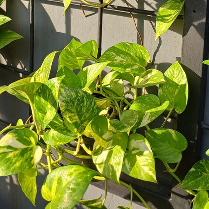 Set 2 N’Joy Pothos Live Houseplant, Variegated Pothos Plant, 3 Inches Pot for Indoor or Outdoor Growing