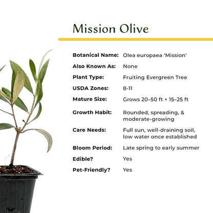 6 Mission Olive Tree Saplings – Edible Fruiting Evergreen Tree for Patio, Container, Indoor & Outdoor Growing, Mediterranean Culinary Olive (Olea europaea ‘Mission’) in 3.5″ Cubes, Live Plants