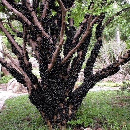 Rare Airlayered Black Jaboticaba Tree Live Plant for Planting, 3 Gallon 1-2 Feet Brazilian Grapetree Black Jabuticaba Tree Plant, Live