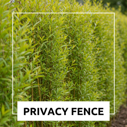 Natural Privacy Fence - 60 Ft Long - Grow 20 Fast Growing Hybrid Willow Trees - Up to 10 Feet First Year - Change The View