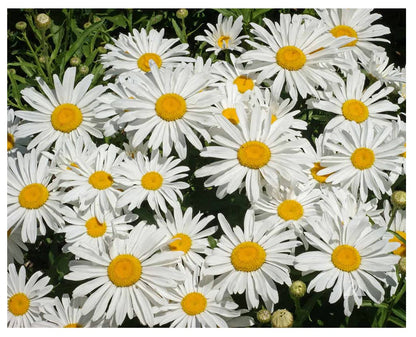 Alaska Shasta Daisy - Perennial, Full Sun Daisy Chrysanthemum - 5,800 Seeds - 30" Tall