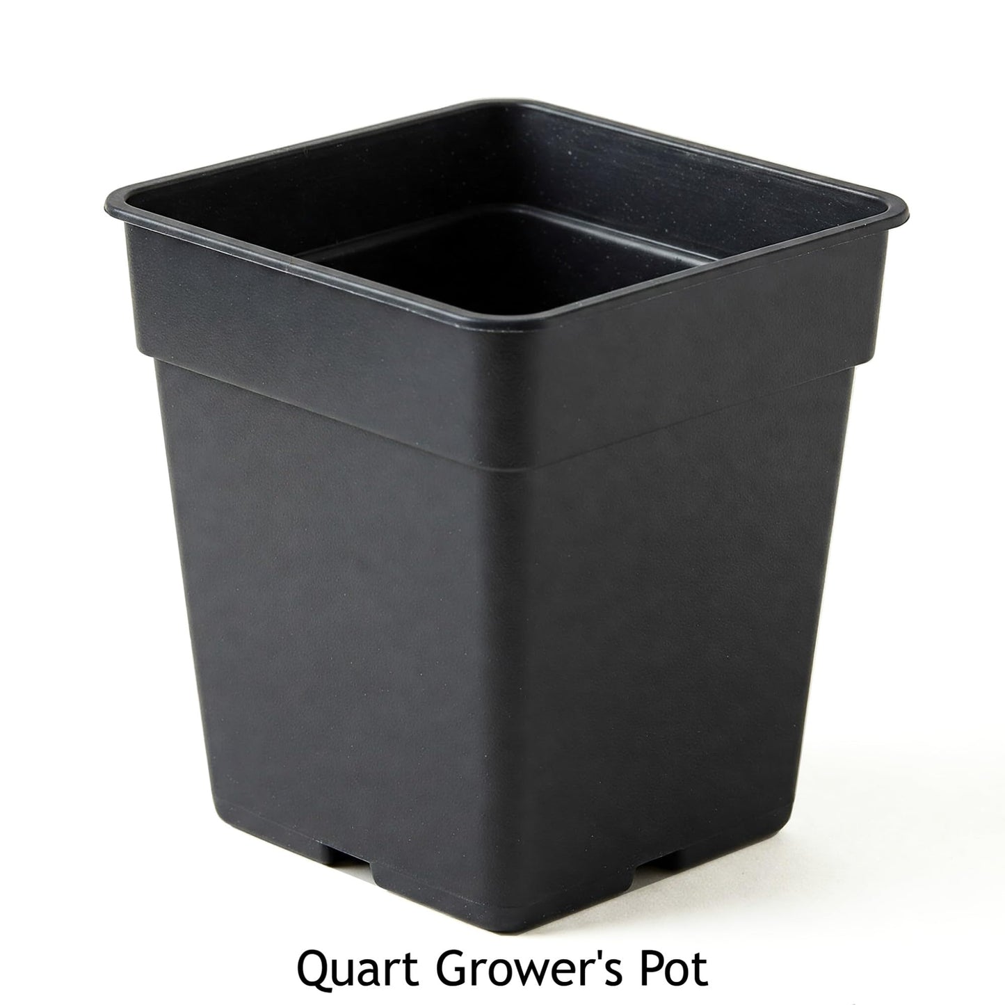 Easy to Grow Bay Laurel 1 Plant - Potted Shrub Herb in Quart Grower Pot, Aromatic Foliage Used in Cooking (Sweet Bay)