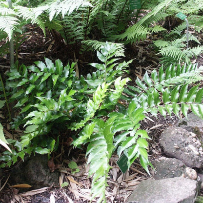 Fern-C. Japanese Holly Fern (1 Gallon)