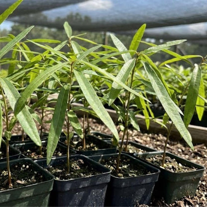 2 Live Willow Oak Plant, Willow Oak Shades Plant Live 6-10 Inches Tall, Oak Trees for Planting Outdoor Garden