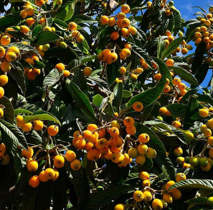 Grafted Loquat (Eriobotrya Japonica) Tropical Plantae Live Fruit Tree 2′-3′ feet