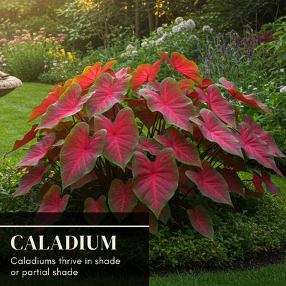 Florida Cardinal Caladium Bulbs for Planting - Perennial Hosta - Heart Shaped Elephant Ears - Vibrant Plants - Splashes of Tropical Color - Living Gift Idea (10 Bulbs)