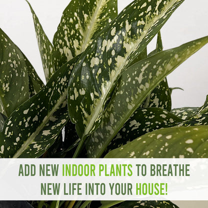 LEAL PLANTS ECUADOR Aglaonema Perdiz| Vibrant Chinese Evergreen | Easy-Care Indoor Plants | Lush Tropical Décor | Air-Purifying Houseplants | Ideal for Bright Spaces