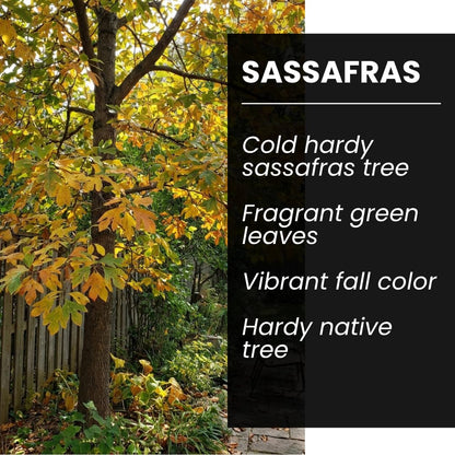 2 Live Sassafras Tree Plants for Growing (Sassafras albidum) – Hardy Native Deciduous Tree – Vibrant Fall Color – Ideal for Landscaping & Wildlife Gardens - Well Rooted Tree Seedlings